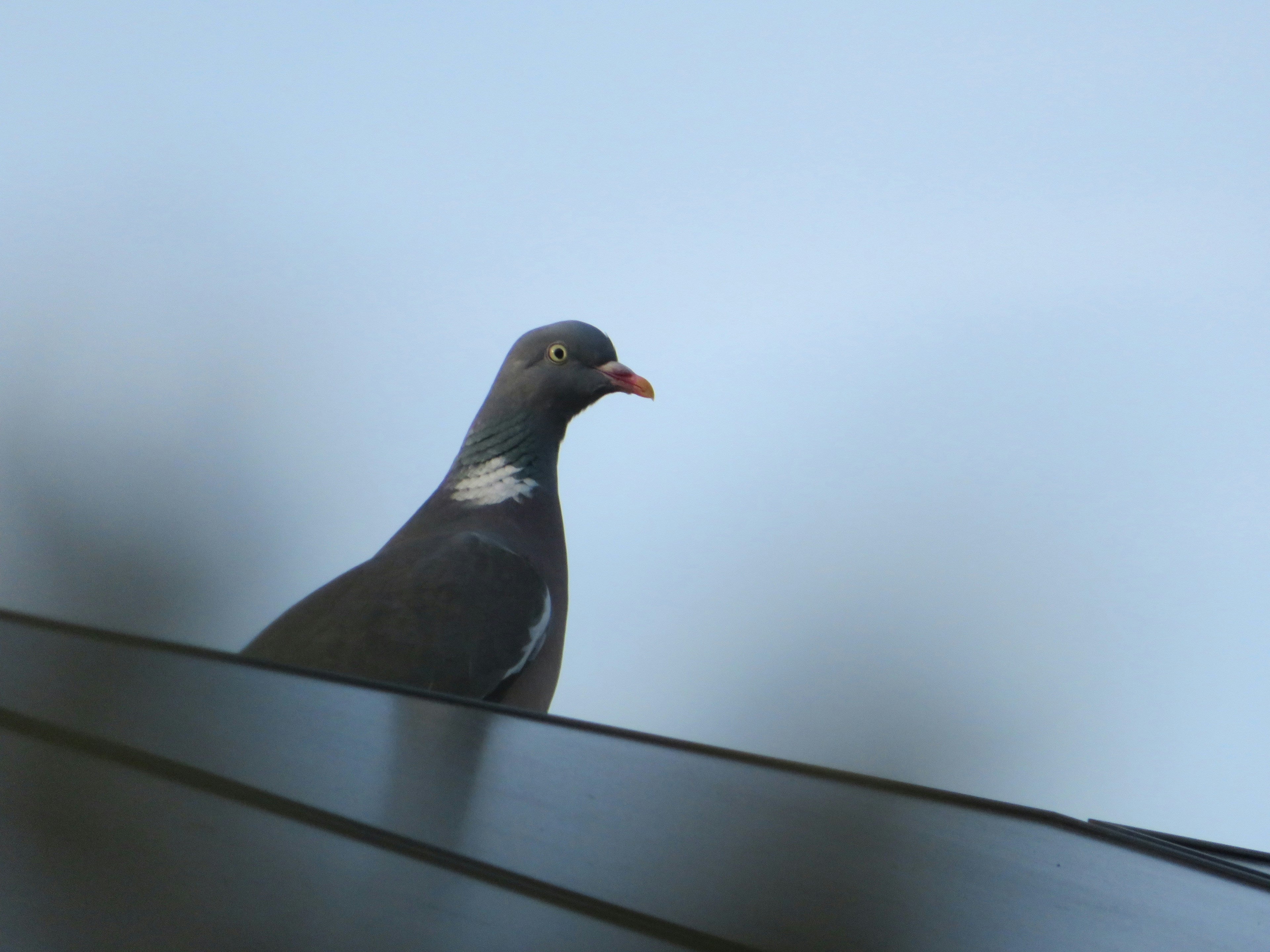 Bird & Critter Deterrents